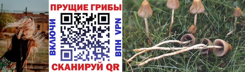 Купить  Видное  Псилоцибиновые грибы Psilocybe 